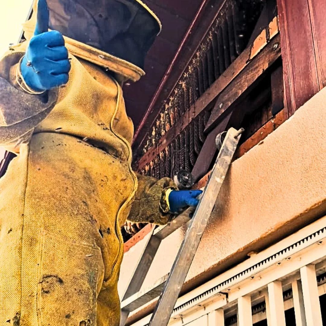 Serviço profissional de remoção de abelhas em residência